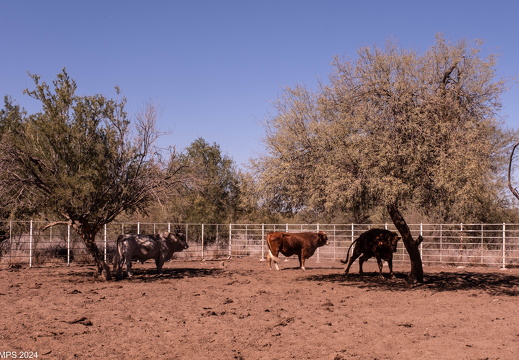 2024 Hermosillo DSCF9699 dom